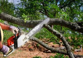 Professional Tree Services in Country Clu, CA