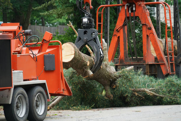 Best Stump Grinding and Removal  in Country Clu, CA